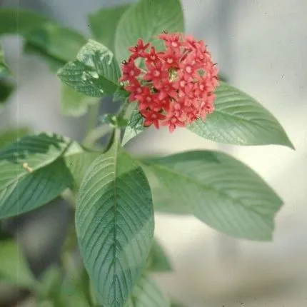 thumbnail for publication: Pentas lanceolata Pentas, Egyptian Starcluster